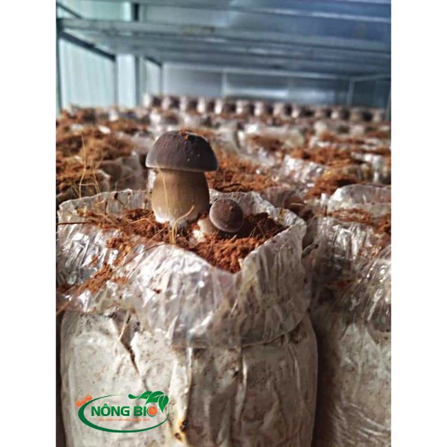 Phôi nấm mối đen được bổ sung đầy đủ các loại nguyên liệu khác nhau để đảm bảo tạo môi trường tốt cho nấm phát triển