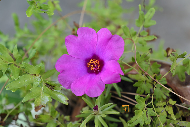 Hoa mười giờ Nhật Một loại hoa vô cùng lạ mắt và có lẽ không phổ biến tại Việt Nam