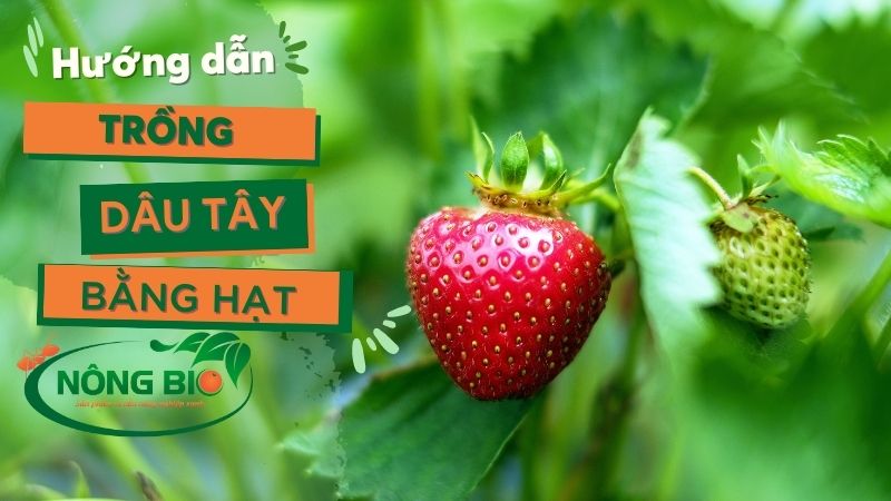 Hướng dẫn trồng cây dâu tây bằng hạt