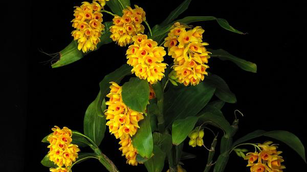 Lan kiều dẹt: Là loại lan rừng quý hiếm được ưa thích bởi màu vàng tươi. Mùi thơm dễ chịu và hoa chùm đẹp mắt.