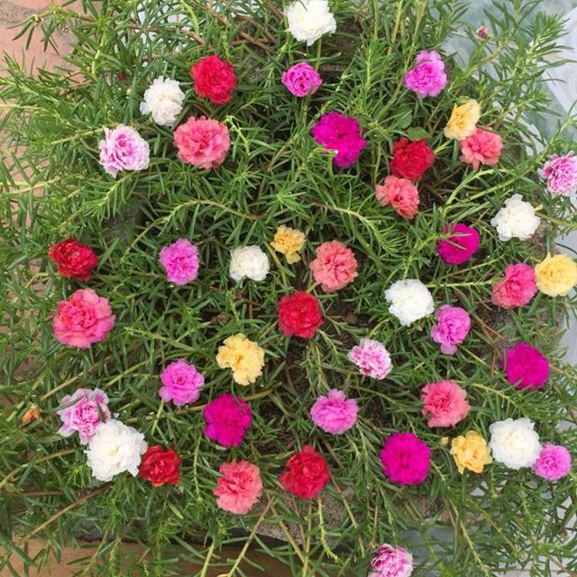 Hoa Mười Giờ Thái có từ 9 đến 10 màu hoa rất rực rỡ và đẹp mắt