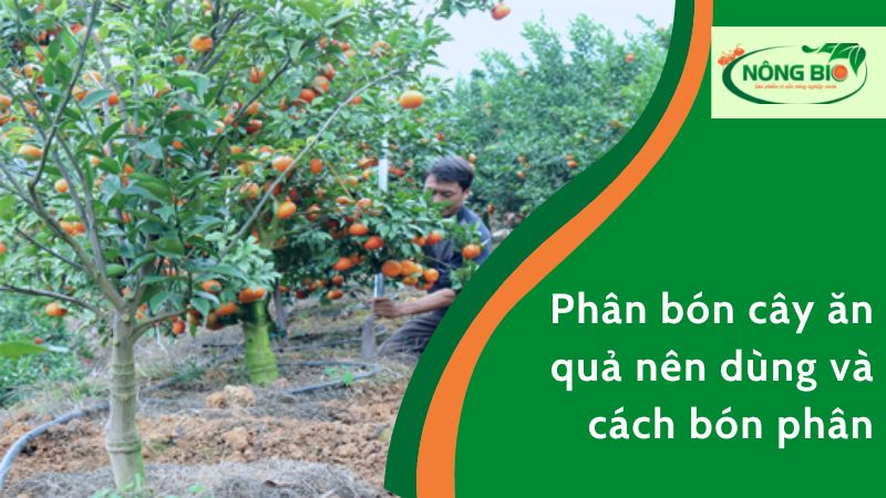 Có rất nhiều loại phân bón cho cây ăn quả trên thị trường hiện nay.