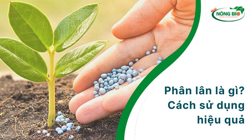 Tìm hiểu về phân lân