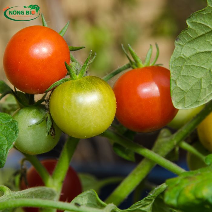 Cà chua dễ trồng đem lại giá trị dinh dưỡng cao
