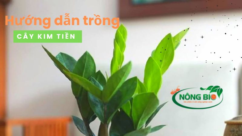 Hướng dẫn trồng cây Kim Tiền