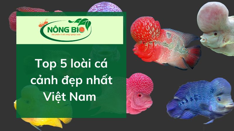 top-5-ca-canh-dep-nhat-o-Viet-Nam-co-dac-diem-gi