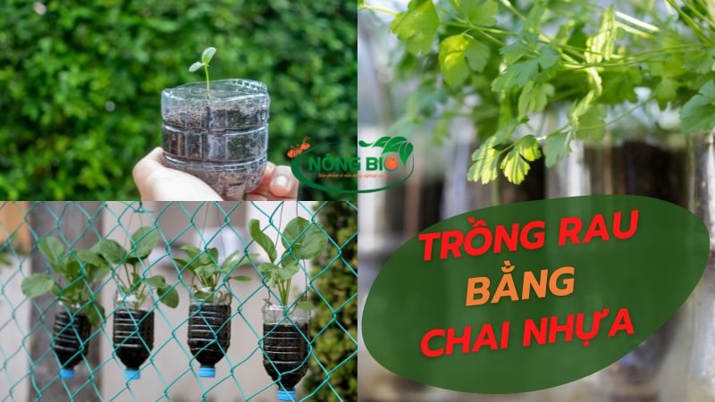 Hướng dẫn trồng rau bằng chai nhựa tại nhà