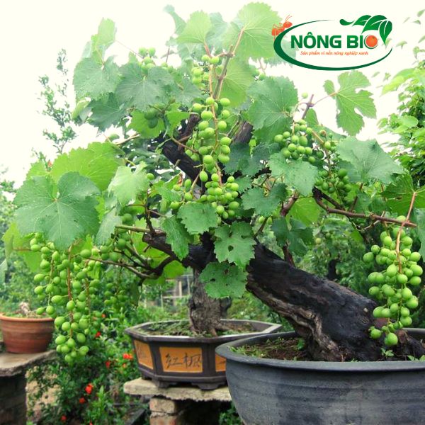 Nho đang trở thành loại cây ăn quả trồng chậu được yêu thích tại các nhà phố nhờ những cải tiến về giống cây trồng.