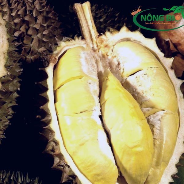 Cây sầu riêng là một trong những loại sầu riêng phổ biến ở nước ta
