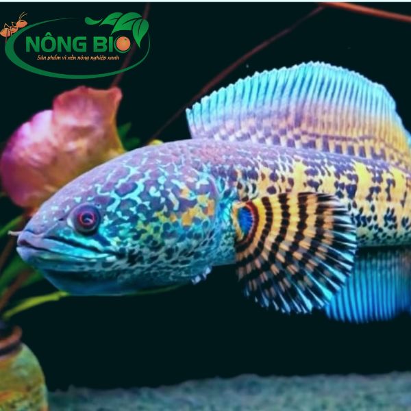 Cá lóc nữ hoàng là một trong những loài cá đẹp ở Việt Nam, nên giá của loại này trên thị trường hiện nay cũng hơi khá cao và trên thị trường bán loài cá này có lẽ phổ biến nhất là ở Thành Phố Hồ Chí Minh và Hà Nội.