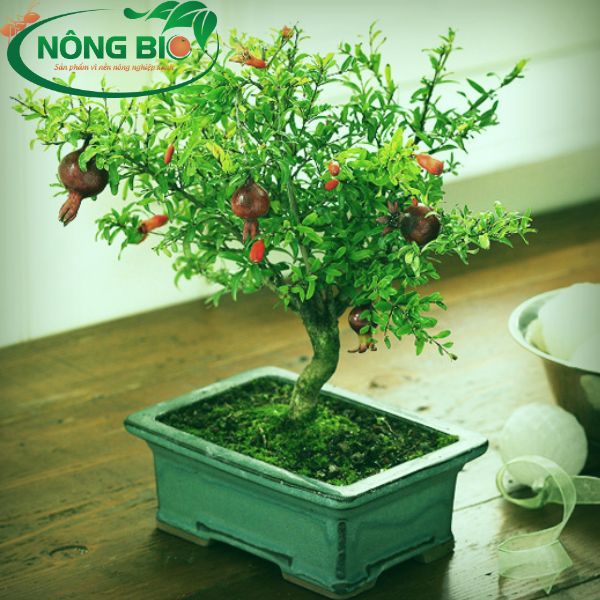 Cây thạch lựu cũng là một trong những cây đã rất quen thuộc ở Việt Nam, còn được gọi với tên gọi khác là cây kim anh, cây an thạch lựu…