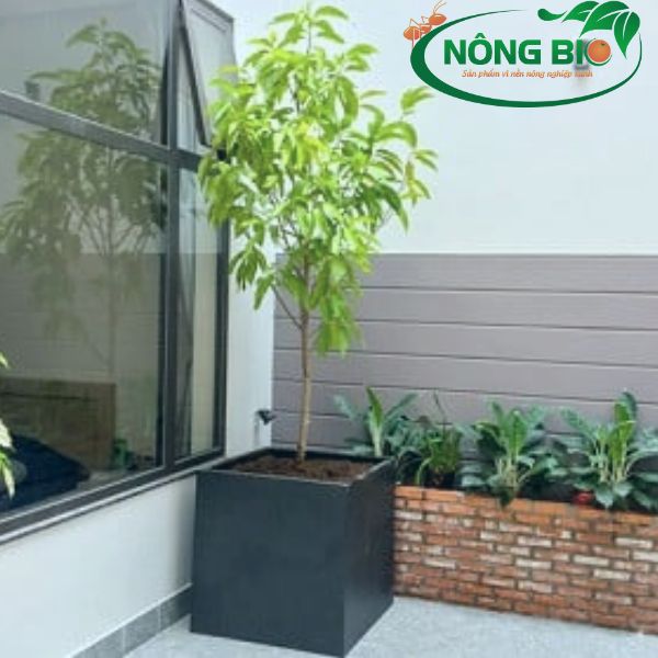 Cây ngọc lan là một trong những loài thân gỗ phổ biến ở Việt Nam, được nhiều người biết đến khi loài này được sử dụng nhiều trong các dịp sang trọng.