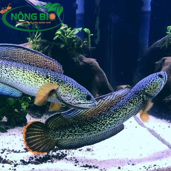 Cá lóc nữ hoàng là một trong những loài cá đẹp nhất Việt Nam, với thân hình dài khoảng 30-40cm khi trưởng thành