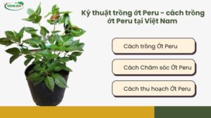 Ký thuật trồng ớt Peru - cách trồng ớt Peru tại Việt Nam