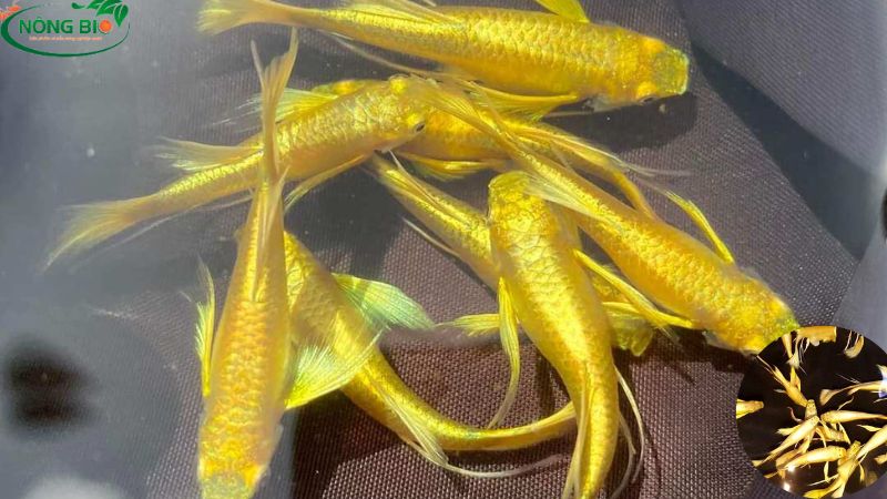 Cá bảy màu Full Gold Ribbon - Nông Bio
