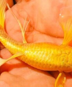 Cá Guppy Full Gold Ribbon là một loài cá sinh sản nhanh chóng và có thể sinh đẻ định kỳ từ 21 đến 30 ngày một lần.