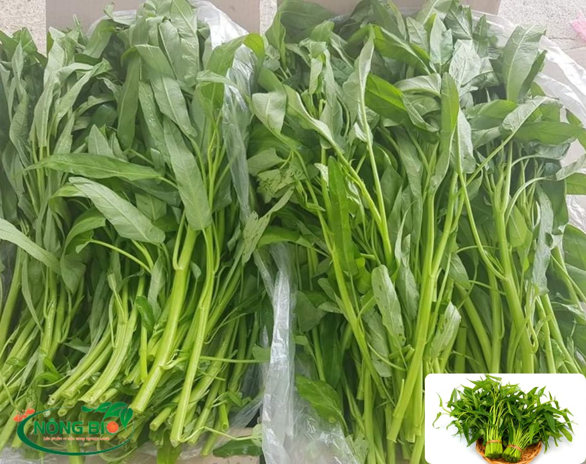 Rau muống là một loại rau xanh có nguồn gốc từ vùng Đông Nam Á và thường được sử dụng phổ biến trong ẩm thực Việt Nam.