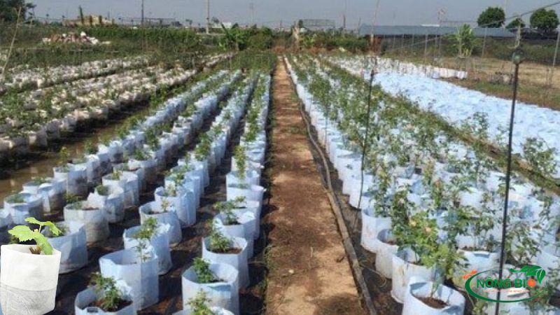Trồng cây bằng túi vải tiện dụng, giá thành thấp, có thể di chuyển nhiều nơi