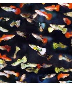 Cá bảy màu tạp (hay còn gọi là cá Guppy tạp) là một dạng cá Guppy (Poecilia reticulata)