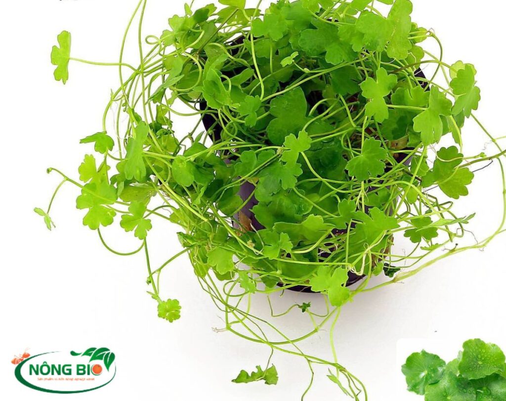 Rau má: Đặc điểm, Thời vụ, Thu hoạch, Công dụng rau má. - Nông Bio