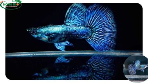 Thường thì cá bảy màu rồng xanh có màu sắc chủ đạo là màu xanh, kèm theo các màu sắc khác