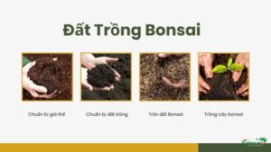 Cách làm đất trồng Bonsai cho cây nhanh phát triển nhất.