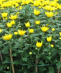 Hạt giống hoa cúc cần được gieo vào môi trường ẩm ướt để nảy mầm thành công.