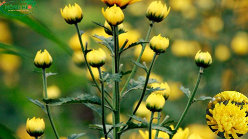 Hạt giống hoa cúc có thể được trồng trực tiếp vào đất hoặc sử dụng vỉ ươm để ươm cây con trước khi trồng ra vườn