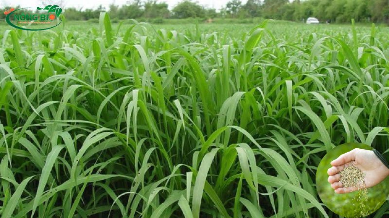 Paspalum ubon có thể được trồng thành hàng, cách nhau 50 cm hoặc gieo hạt với lượng 10-12 kg / ha.