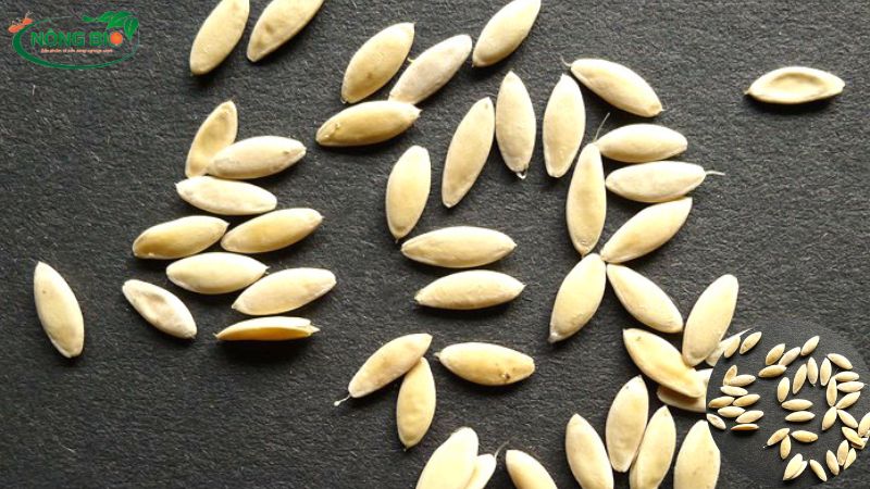 hạt giống dưa lưới giá rẻ, dễ trồng, tỷ lệ nảy mầm 100&