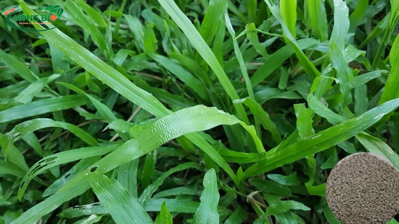 Trồng cỏ Lá Gừng bằng hạt. Sẽ giúp cho quý khách tiết kiệm được 50% chi phí đầu tư so với trồng cỏ theo mét vuông.