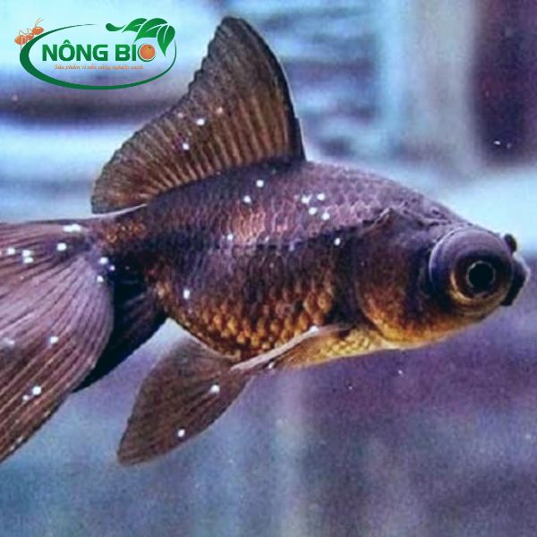 Cá bảy màu rất khó bị nhưng bị bị các loại kí sinh trùng xâm nhập thì cá rất dễ bị mắc bệnh.