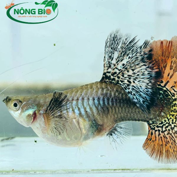 Cá bảy màu là loài cá cảnh đẹp ở Việt Nam, vậy tại sao cá bảy màu bụng to nhưng không đẻ con