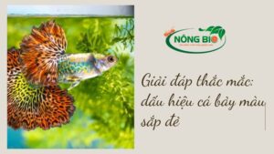 Cá bảy màu là loài cá cảnh đẹp ở Việt Nam, vậy dấu hiệu cá bảy