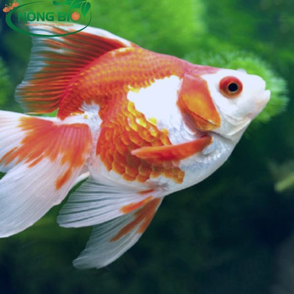 Cá vàng là một trong những loài cá cảnh đẹp ở Việt Nam, vậy cá vàng đẻ trứng hay con
