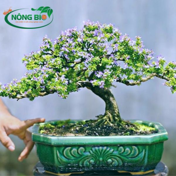 Cây linh sam là một loài cây cảnh có ý nghĩa về phong thủy và đời sống lớn