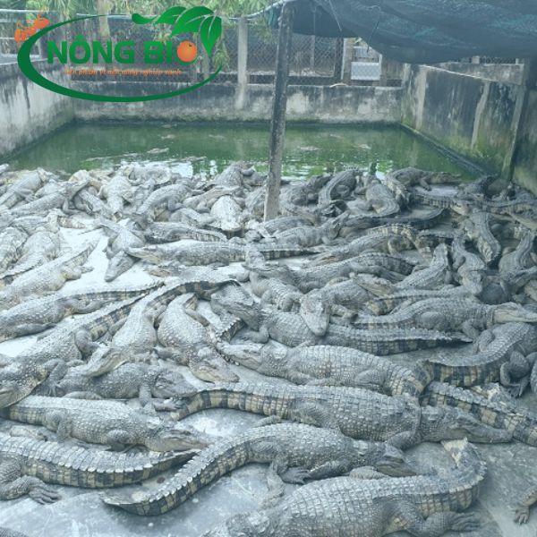 Để đáp ứng được nhu cầu về những sản phẩm về da cá sấu hiện nay, thì đã có nhiều ngườ chuyển qua nghề nuôi cá sấu.