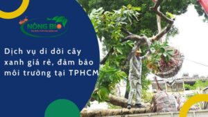 Với đất chật người đông tại thành phố Hồ Chí Minh, nhiều hộ gia đình trồng cây xanh phía trước của nhà nhưng lại cảm thấy rất chật chội, vướng rất nhiều thứ vì vậy nhiều người lại tiếc khi cây đã được trồng rất lâu lắm rồi, đừng lo dưới đây sẽ là bài viết về dịch vụ di dời cây xanh giá rẻ mà còn đảm bảo đường môi trường nữa