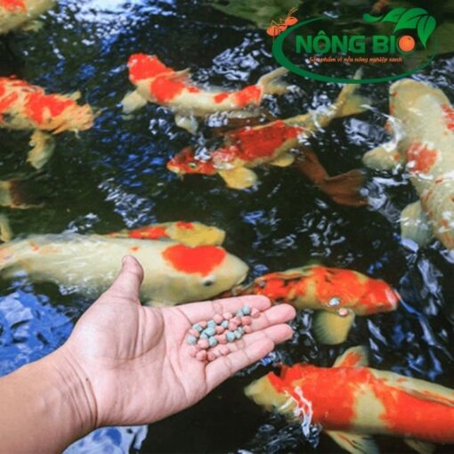 Muốn cá koi khoer mạnh mà không biết giá thức ăn của cá koi aqua master là nhiêu
