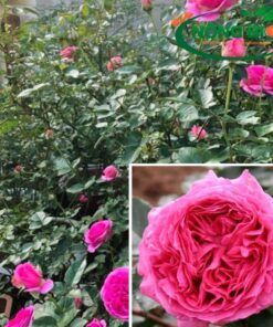 Tên đầy đủ của loài hoa hồng này là BERNADETTE LAFONT. Điểm đáng chú ý hoa hồng lafont nó bao gồm lá to bóng, hoa màu hồng đẹp, nở nhiều và hương thơm thú vị.