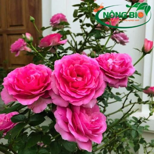 Hoa hồng Lafont được miêu tả như một loại hoa hồng đặc biệt với mùi hương thơm đậm và ngọt ngào của nước hoa hồng cổ điển.