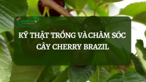 Cherry brazil là một giống cây ăn quả khá phổ biến tại Brazil. Sau khi được du nhập vào Việt Nam, loài này được nhiều người ái mộ và săn đón. Song song với đó rất nhiều người đã gặp thất bại trong việc trồng và chăm sóc, chính vì vậy, hôm nay hãy cùng với Nông Bio nghiên cứu về “Kỹ thuật trồng và chăm sóc cây cherry brazil” này nhé!