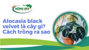 Alocasia Black Velvet là một loại cây cảnh độc đáo và lôi cuốn, đang thu hút sự chú ý của người yêu thú cảnh trên khắp thế giới.