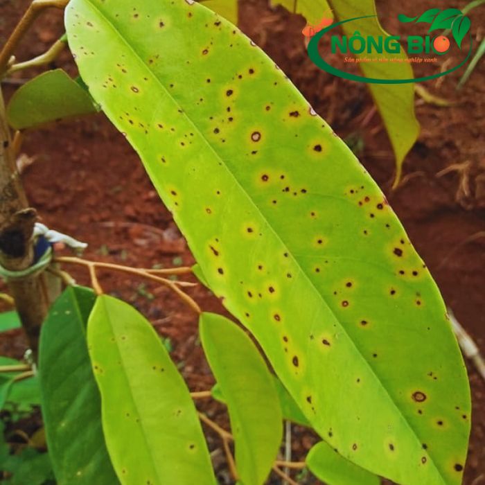 Bệnh đốm mắt cua trên cây sầu riêng thường là do một số loại nấm gây bệnh. Một trong những bệnh phổ biến là "đốm mắt cua" (Anthracnose), được gây ra chủ yếu bởi nấm Colletotrichum gloeosporioides.