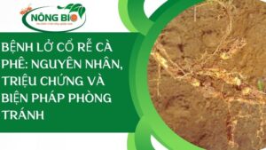 Bệnh lở cổ rễ cà phê là một trong những vấn đề quan trọng mà các nông dân cà phê phải đối mặt.