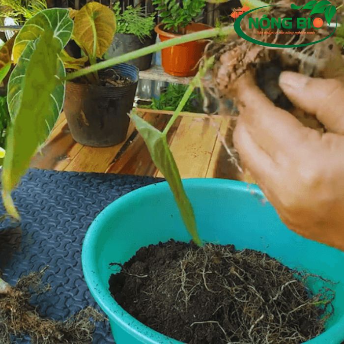 Alocasia Black Velvet có thể được nhân giống thông qua một số phương pháp, bao gồm tách thân rễ từ cây mẹ hoặc nhân giống từ hạt giống