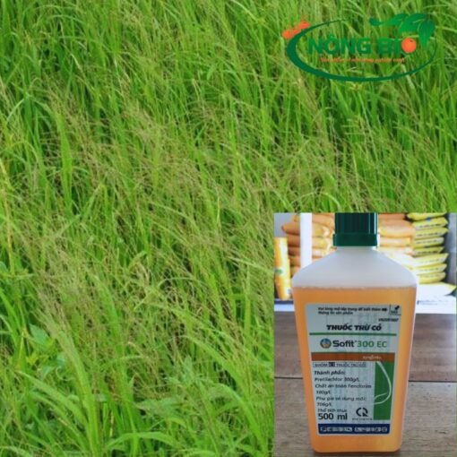 Sofit 300EC là giải pháp hiệu quả và đáng tin cậy trong việc kiểm soát cỏ trên ruộng lúa