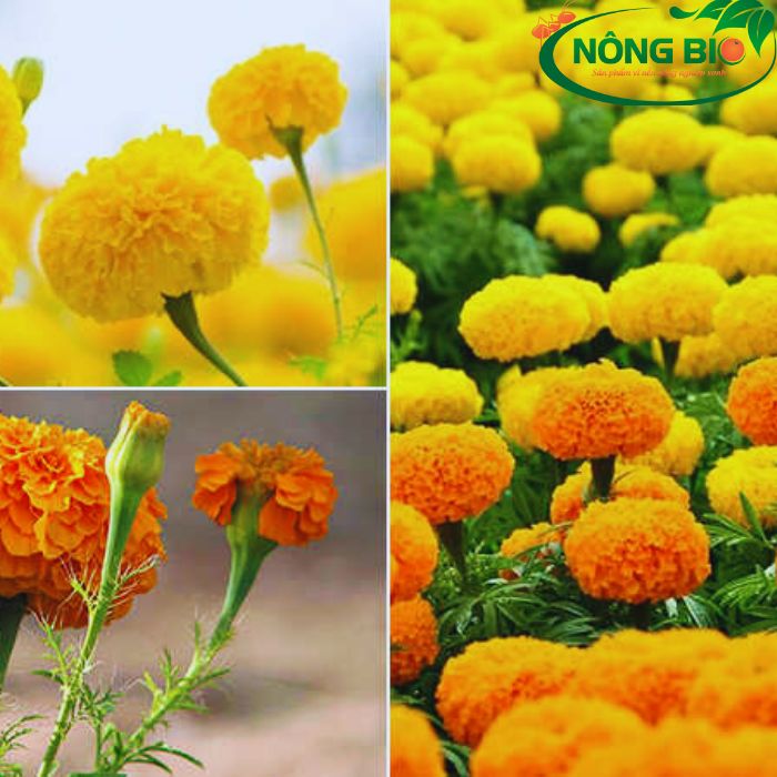 Hoa vạn thọ lùn, hay còn được gọi là hoa lụa hoặc hoa thái, là một loại hoa trang trí phổ biến trong văn hóa truyền thống Việt Nam, đặc biệt là trong dịp Tết Nguyên Đán.