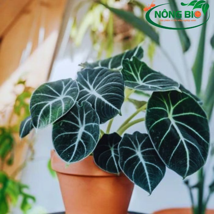Cây Alocasia Black Velvet là một loại cây cảnh nội thất phổ biến được trồng vì vẻ đẹp độc đáo và lá xanh đậm màu đen với bề mặt nhẵn mịn