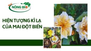 Hiện tượng kỳ lạ của mai đột biến đang thu hút sự chú ý của cộng đồng nghiên cứu và người dân ở nước ta hiện nay. Đây là một hiện tượng tự nhiên độc đáo, khiến cho cây mai